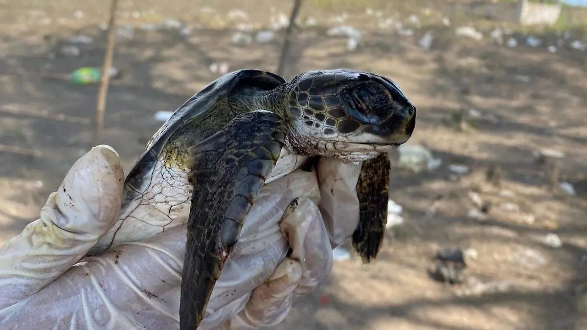 Rescataron tortuga verde llena de chapopote Dirección de Ecología de Pueblo Viejo (2)